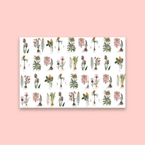 Botanist's Wall