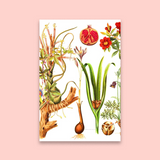 Pods and Pomegranates