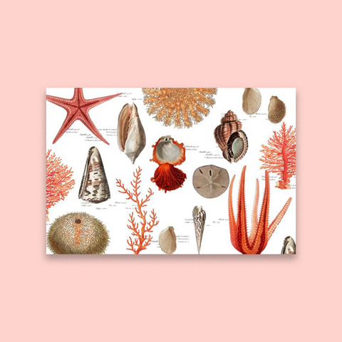 Shell Collector