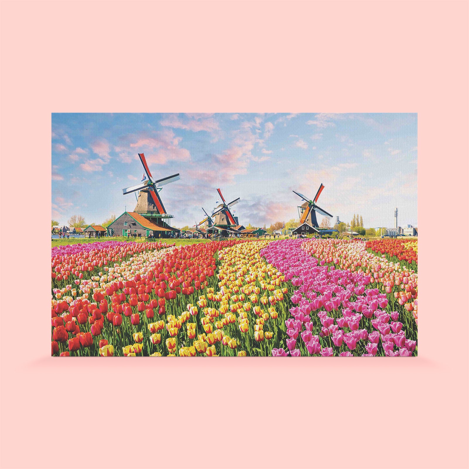 colour tulips wallpaper