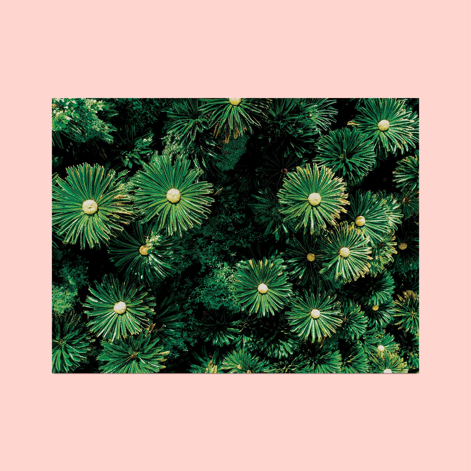 leaves wallpaper