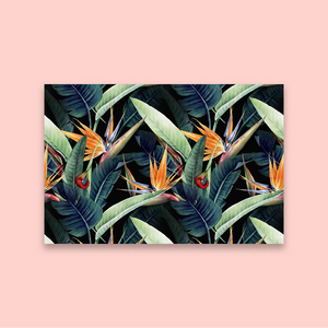 Birds of Paradise