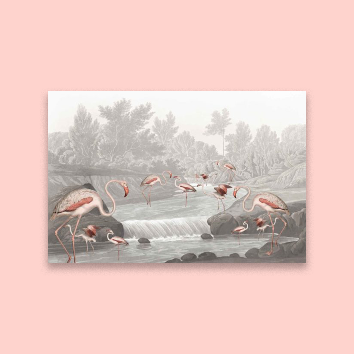 Flamingo Vlei