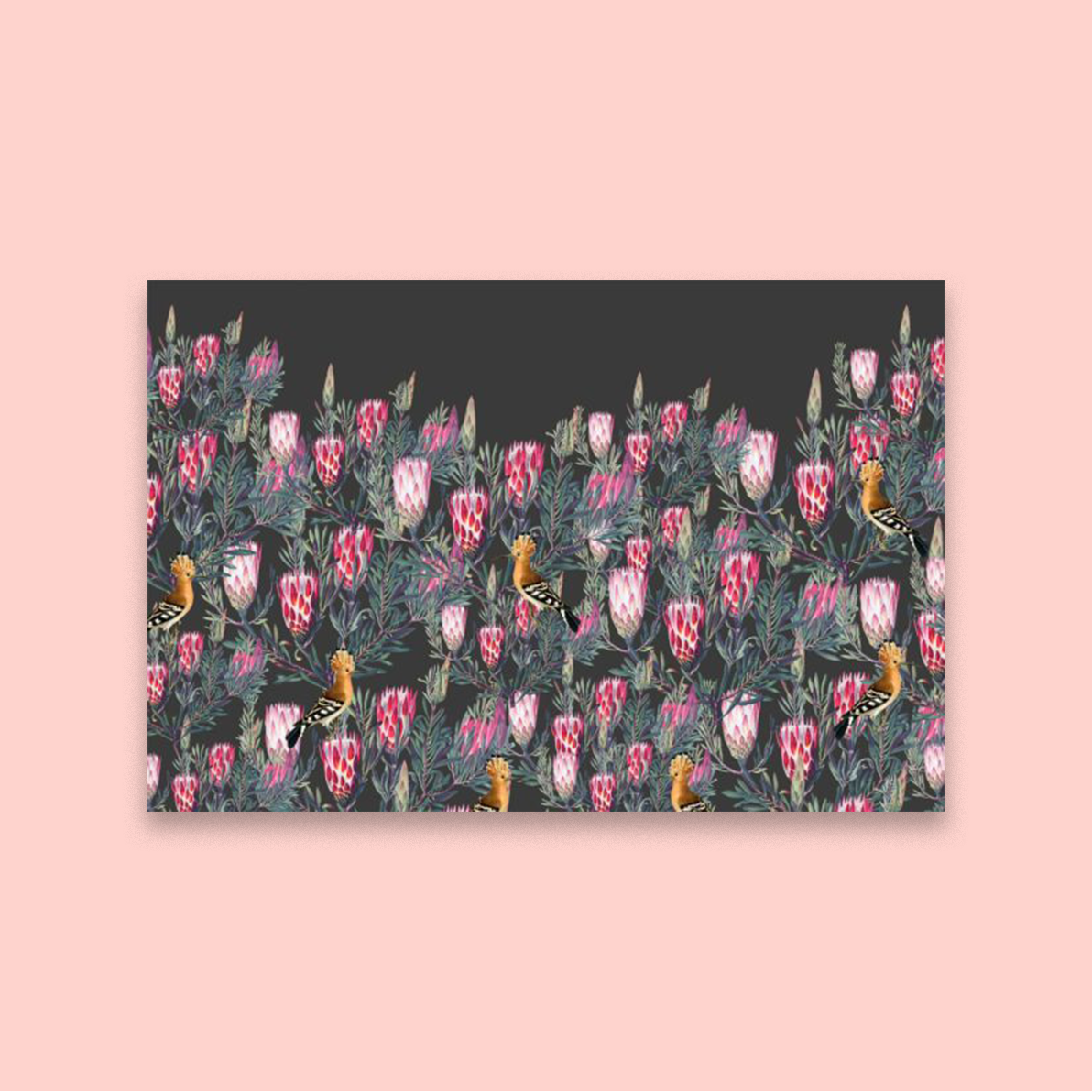 Protea Hedge